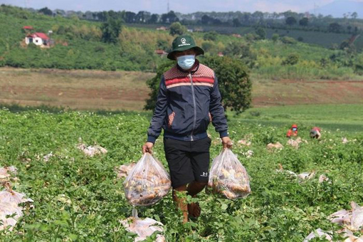 Ảnh của Người Đắk Lắk, Đắk Nông gom rau xanh, củ cải gửi tặng TP.HCM chống dịch