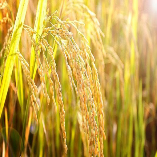 Ảnh của Sông sâu tĩnh lặng lúa chín cúi đầu